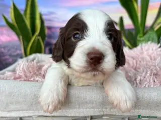 Sproodle dogs ✨ GORGEOUS F1 SPROODLES READY FOR FOREVER HOMES ✨ - Advert 3