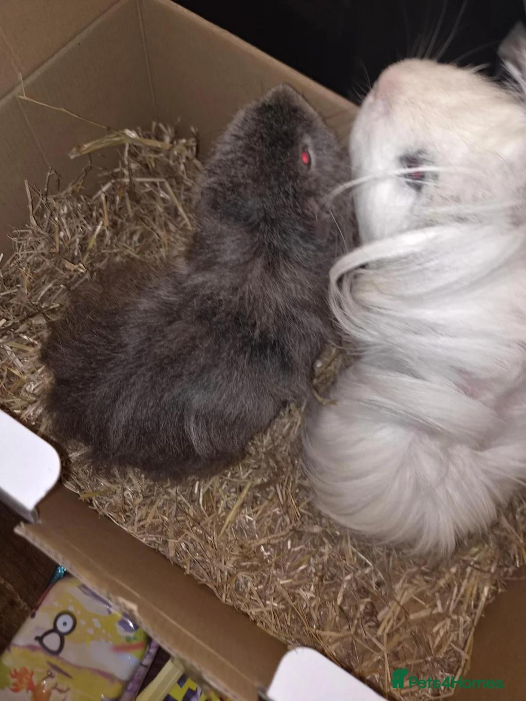 Guinea Pig rodents for sale: 2 male bonded  for rehome  - Advert 5