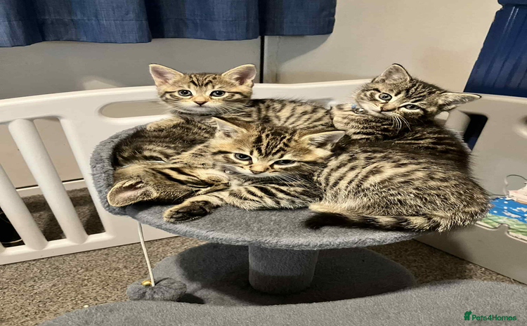 Bengal cats - Advert 4