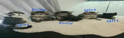 Ragdoll cats for sale: Beautiful Ragdoll cross Norwegian forest kittens  - Advert 4