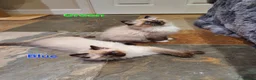 Ragdoll cats for sale: Stunning GCCF Registered Ragdoll Kittens. - Advert 4