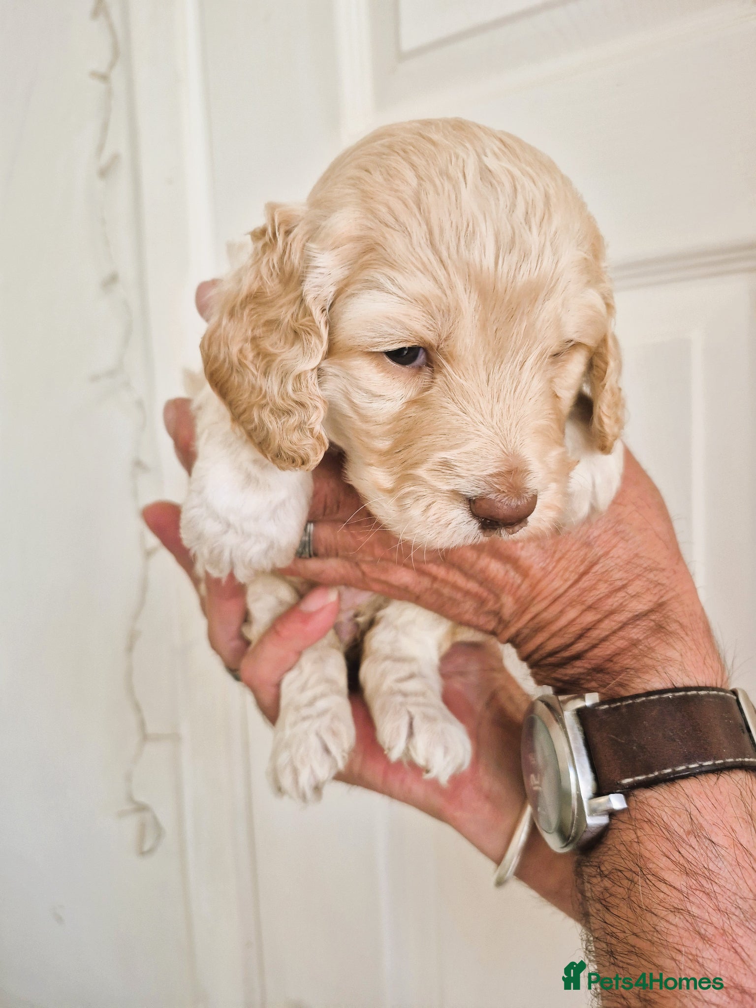 Cockapoo dogs Five F1 gorgeous Cockapoos mother & father present - Advert 8