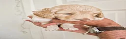 Cockapoo dogs for sale: Five F1 gorgeous Cockapoos mother & father present - Advert 8
