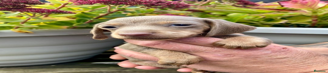 Miniature Dachshund Puppy 7