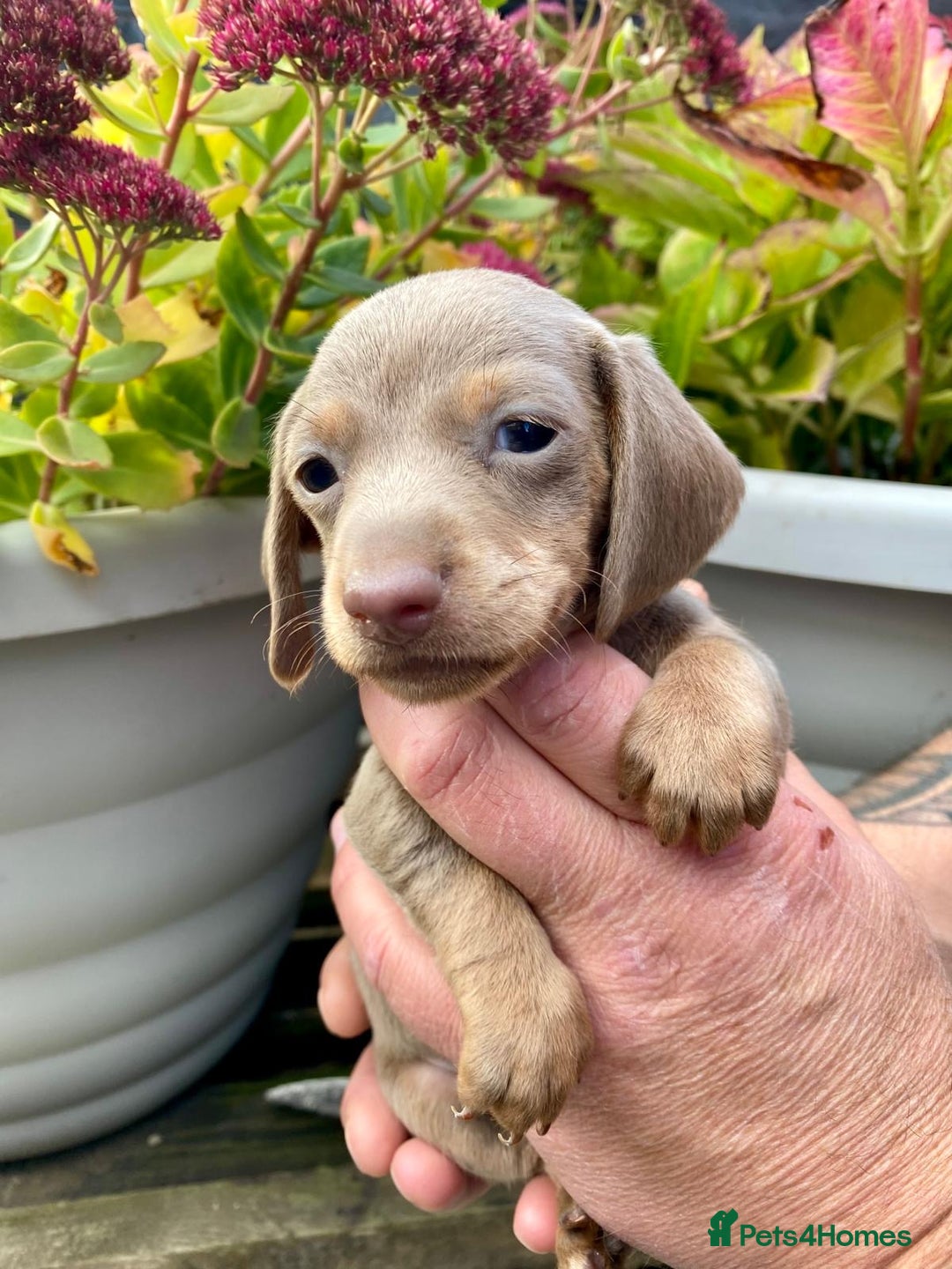 Miniature Dachshund dogs for sale: Miniature dachshunds READY NOW - Advert 8