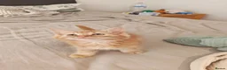 Mixed Breed cats for sale: Cute ginger girl left - Advert 4