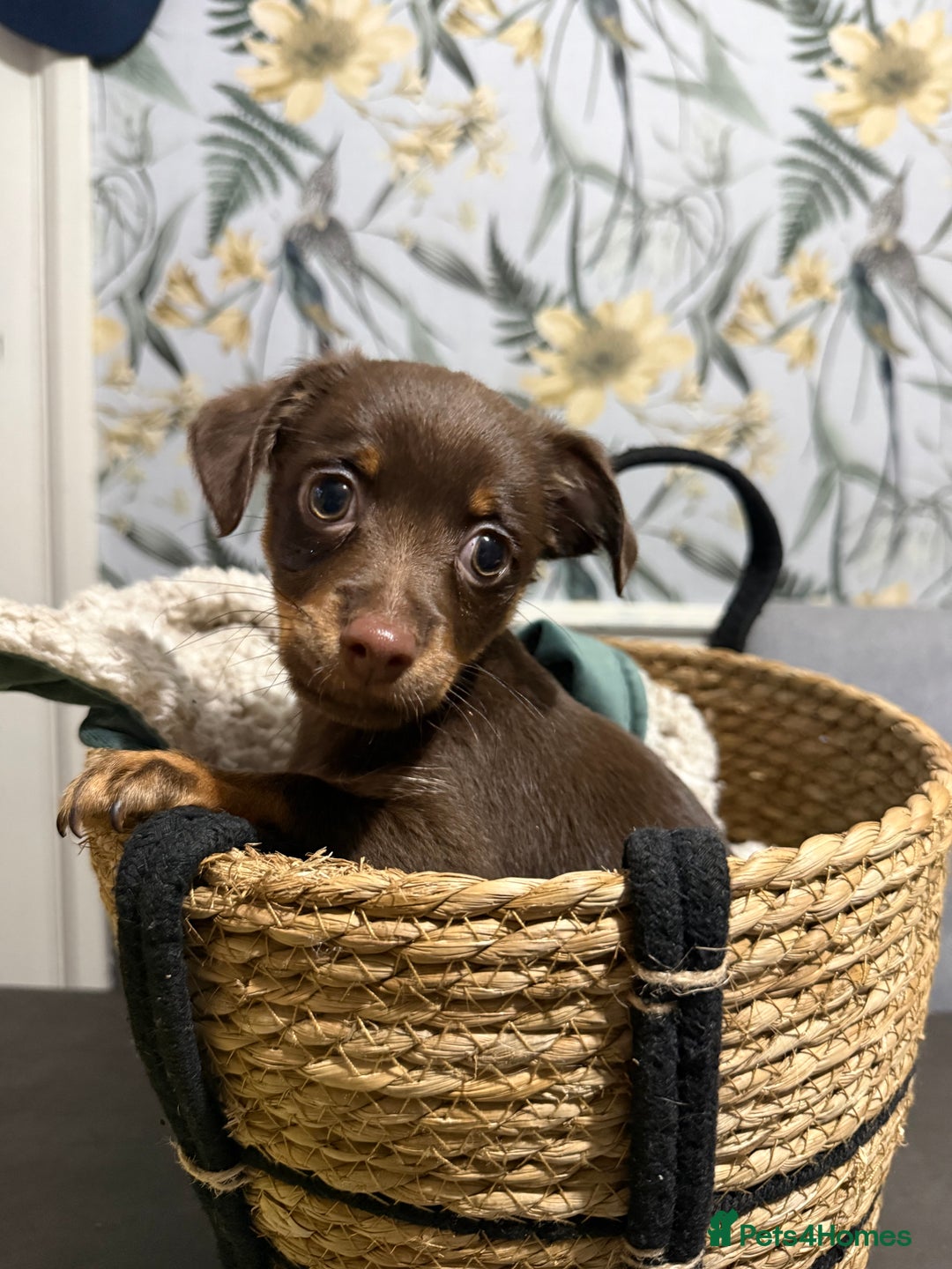 Chiweenie dogs for sale: Chiweenies 1 male 1 female available now.  - Advert 2