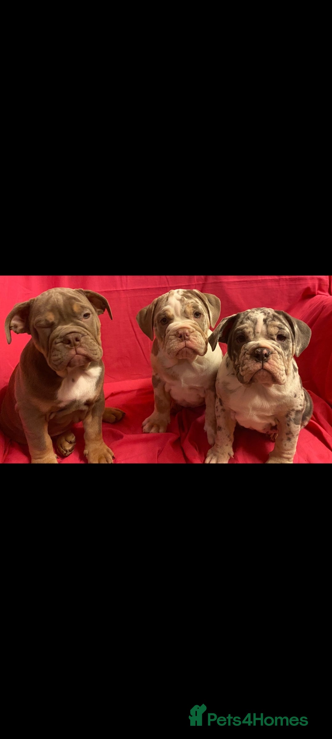 Mixed Breed dogs for sale: F1 olde English bulldog - Advert 26