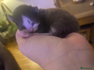 Mixed Breed cats Ragdoll X kittens for sale- last boy available - Advert 17