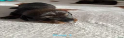 Dachshund dogs for sale: Teckel puppies - Standard size  - Advert 10