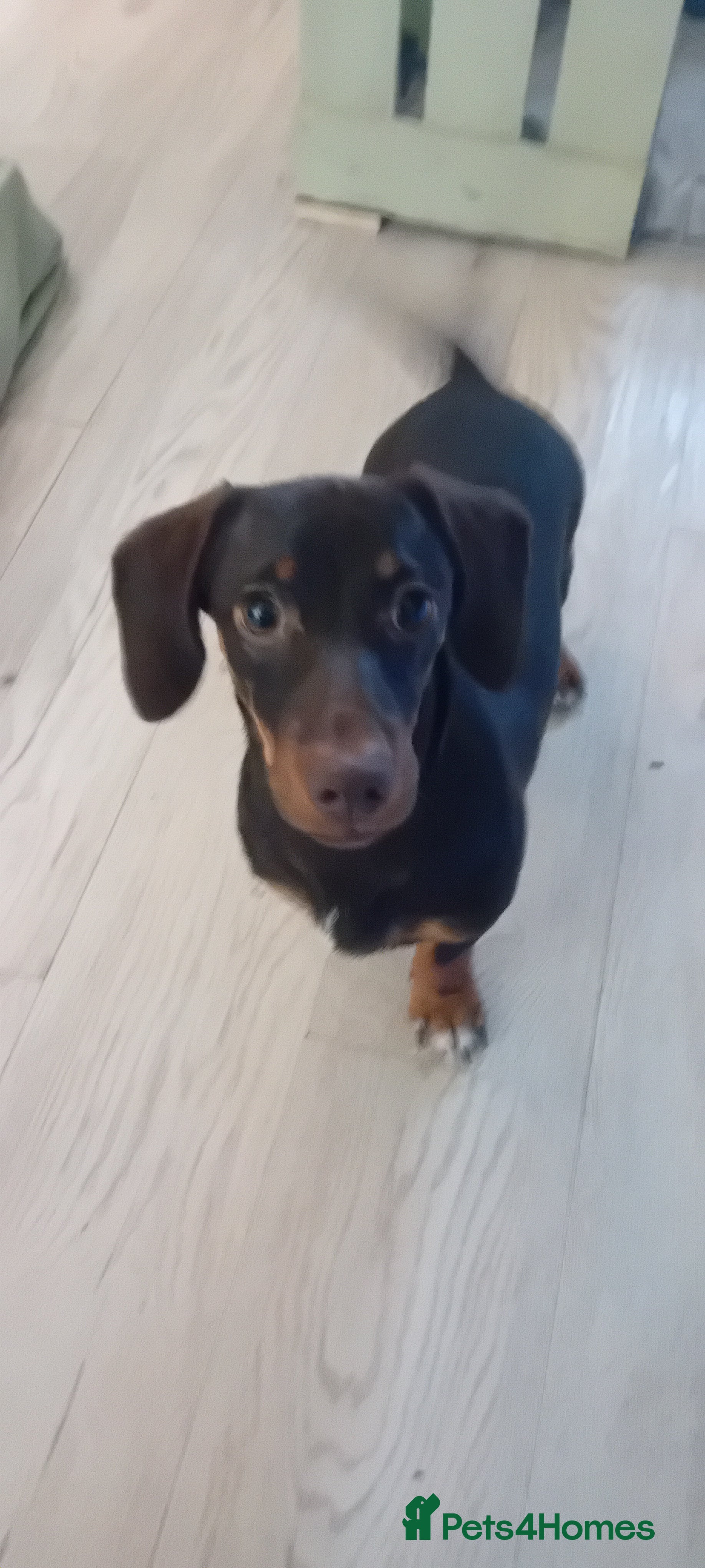 Mixed Breed dogs Dachaund x jack Russel 6 months old  - Advert 4