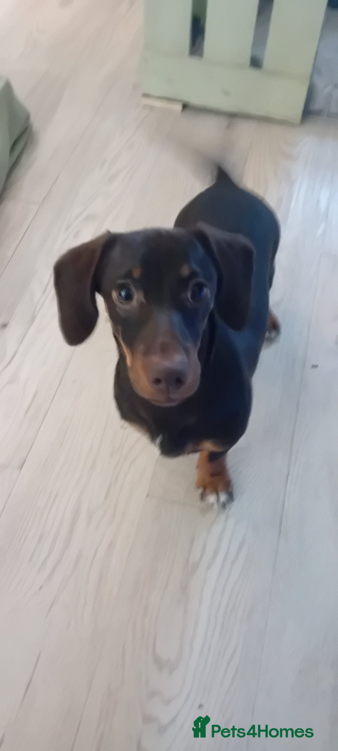 Mixed Breed dogs for sale: Dachaund x jack Russel 6 months old  - Advert 1