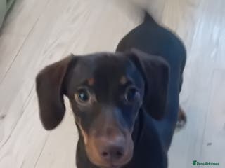 Mixed Breed dogs Dachaund x jack Russel 6 months old - Advert 5