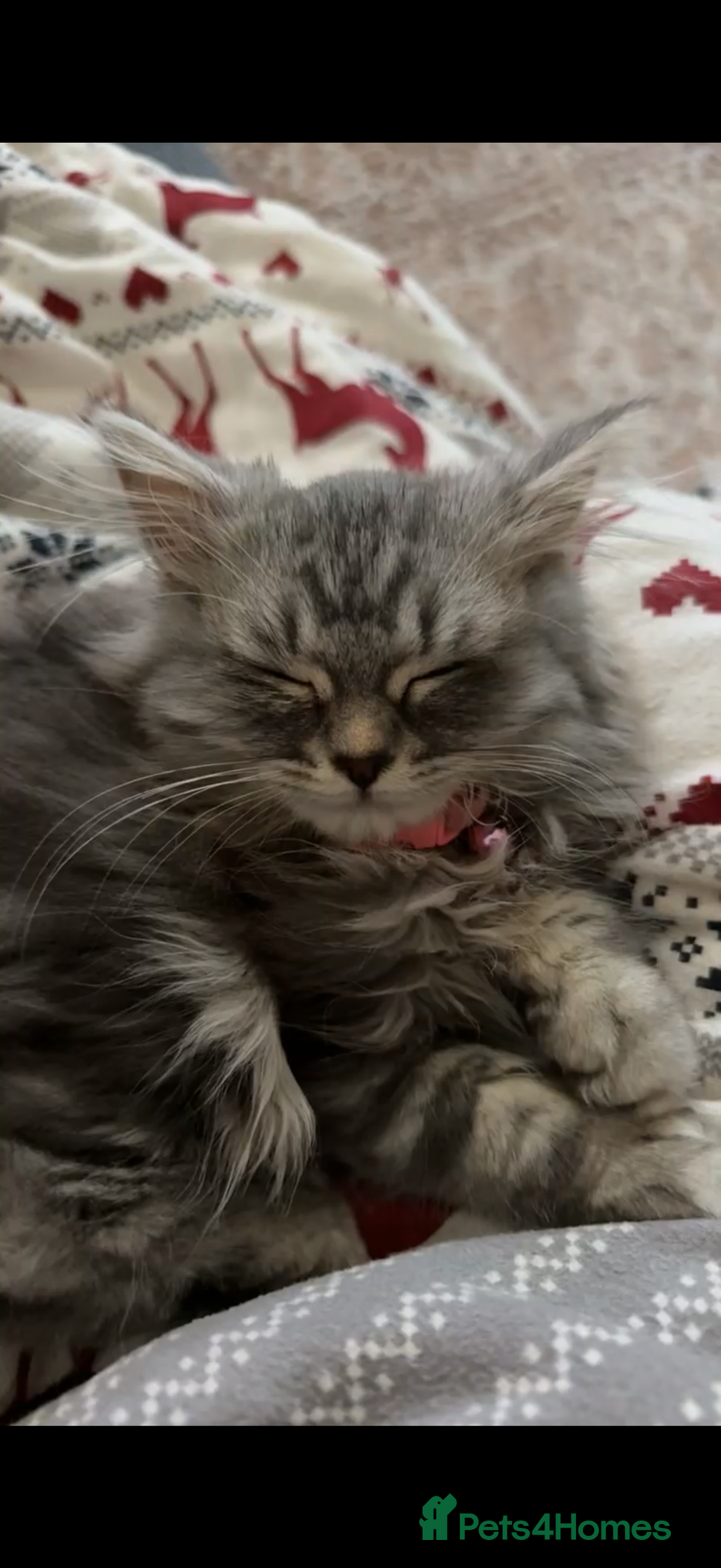 British Longhair cats for sale: 2 girls kittens for sale  - Advert 4