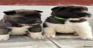 Akita dogs - Advert 11