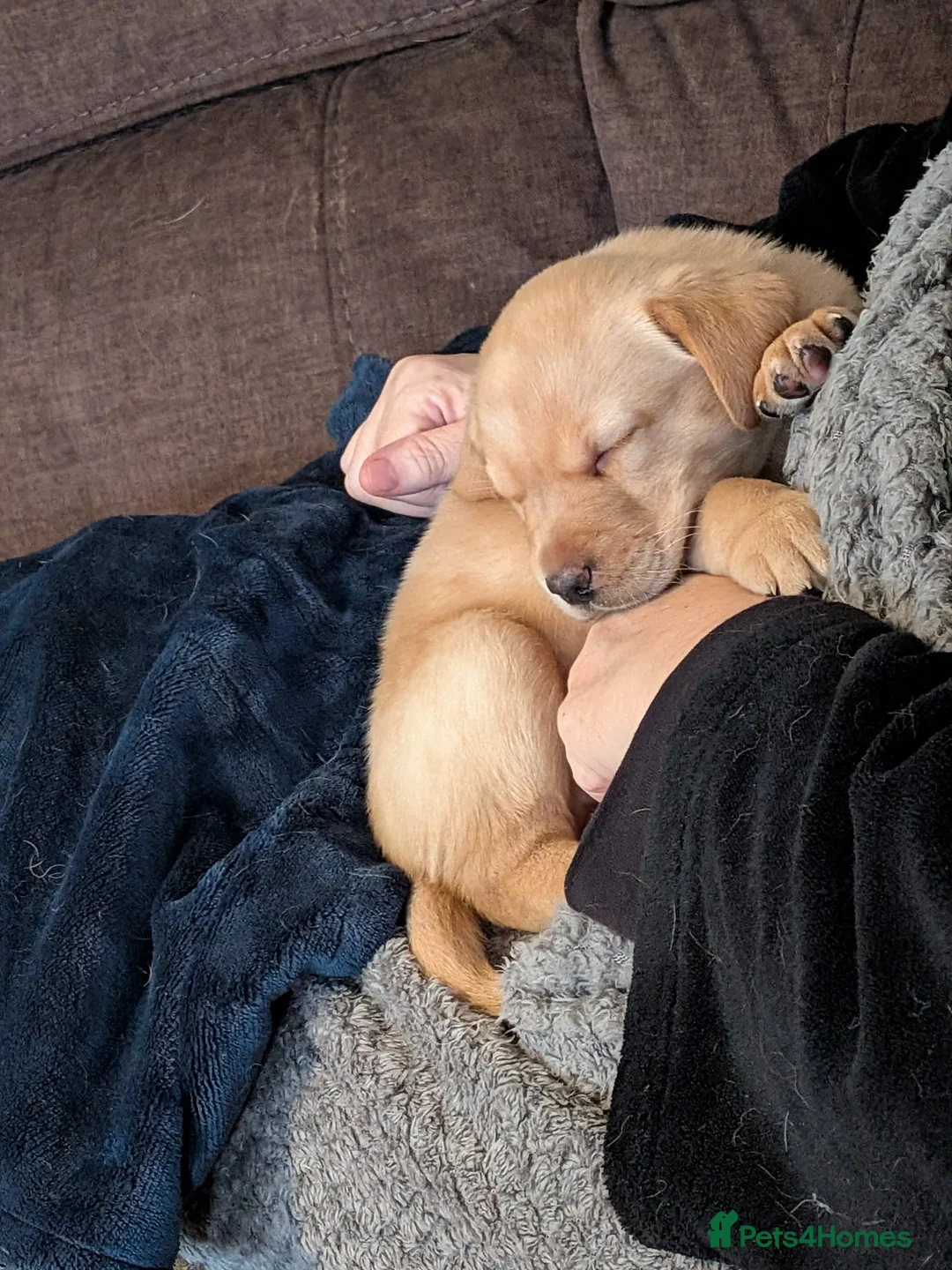 Labrador Retriever dogs for sale: KC registered Fox Red boy & black girl  - Advert 11