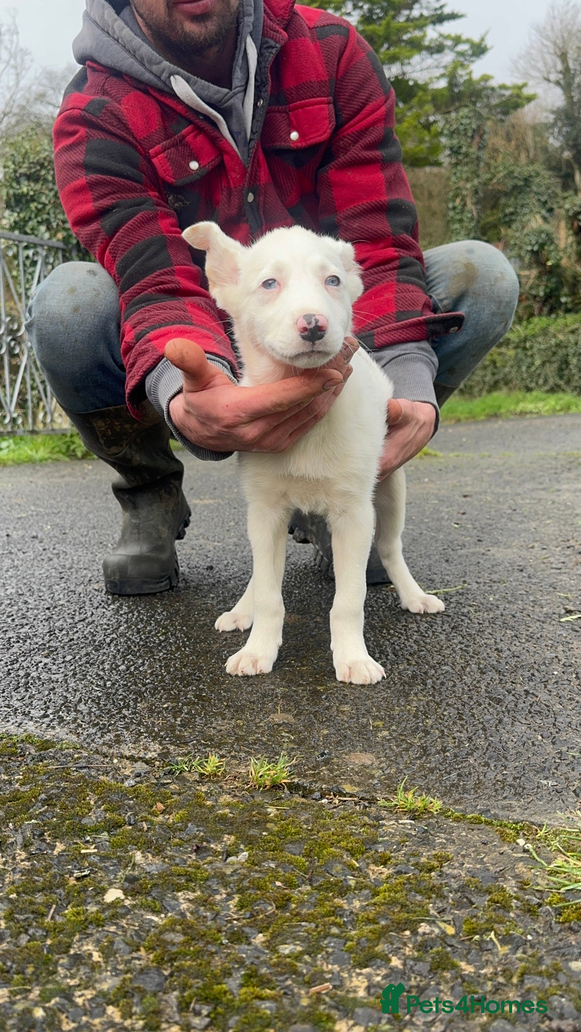 Border Collie dogs DEAF blue merle puppy - Advert 1