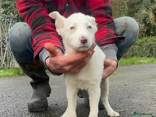 Border Collie dogs DEAF blue merle puppy - Advert 1