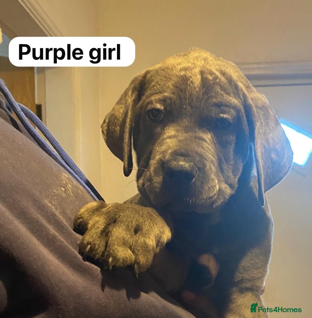 Cane Corso dogs for sale: cane corso puppies  - Image 5