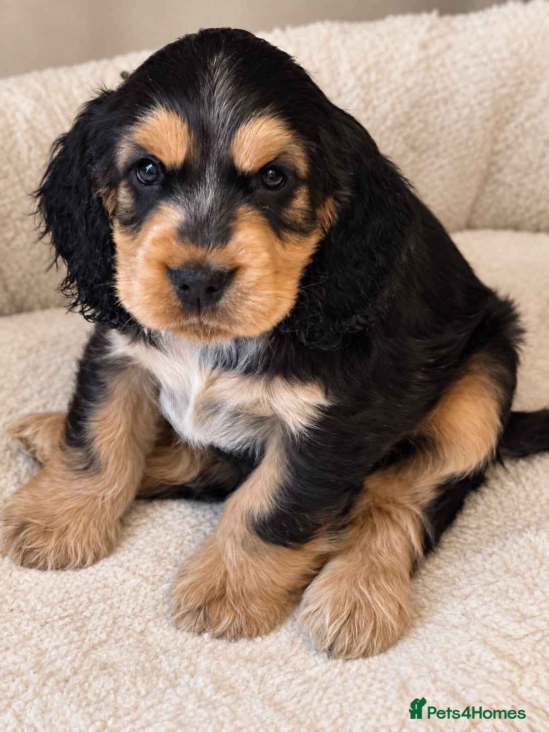 Cocker Spaniel dogs LAST PUP 🐶RIZI BIZI pedigree show spaniels🐶 - Advert 1
