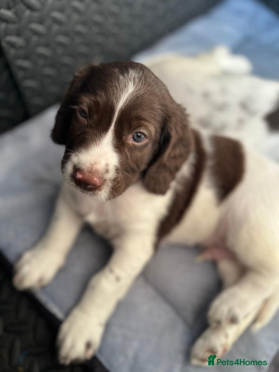 English Springer Spaniel dogs for sale: Beautiful English springer spaniel puppies - Image 8