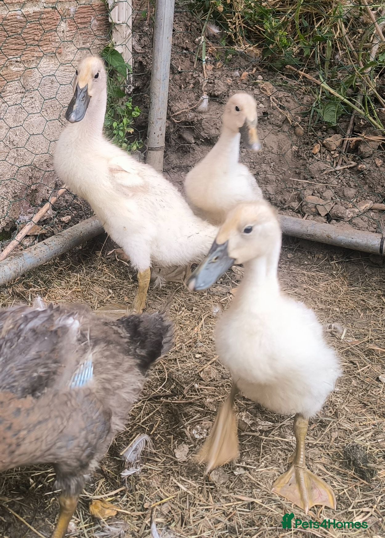 Ducks poultry Indian Runner ducklings unsexed - Advert 6