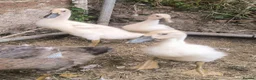 Ducks poultry for sale: Indian Runner ducklings unsexed in Southampton - Advert 1