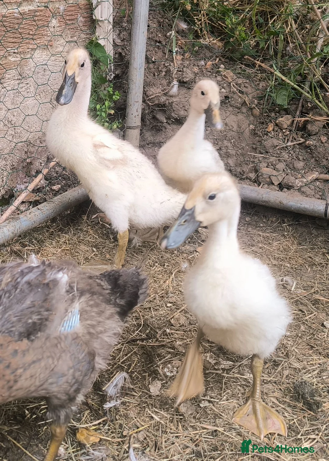 Ducks poultry for sale: Indian Runner ducklings unsexed in Southampton - Advert 1