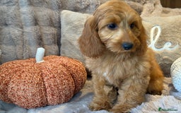 Cockapoo dogs for sale: F1 Show Cockapoo girls fully vaccinated   - Image 4