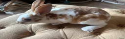 Rex rabbits for sale: 3 Baby mini Rex bunnies for sale 2 boys 1 girl  - Advert 3
