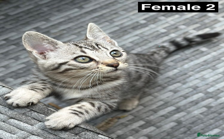 Bengal cats in Rochdale - Advert 16