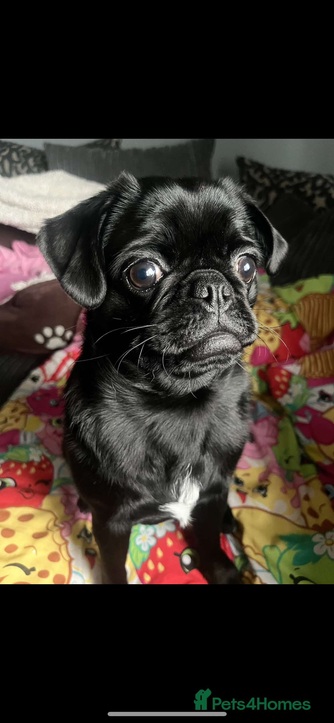 Pug dogs Edna the pug - Advert 1