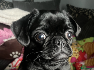 Pug dogs Edna the pug - Advert 1