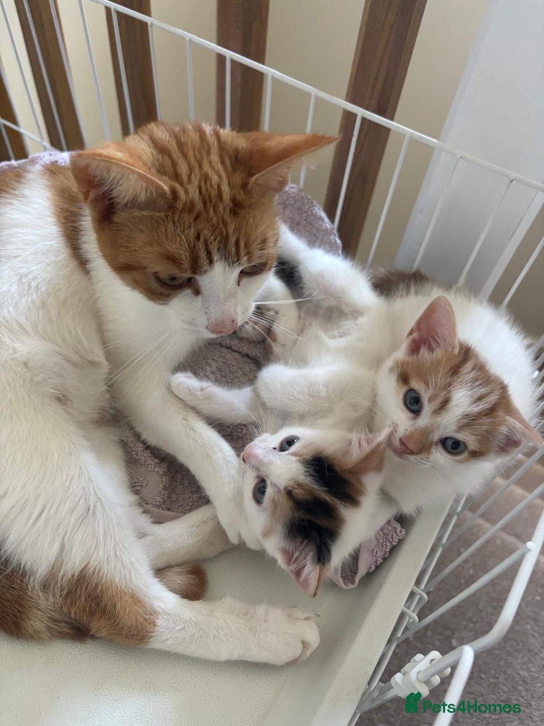 Mixed Breed cats for sale: Playful & Heartwarming 🎉 Kitten Alert! - Image 3