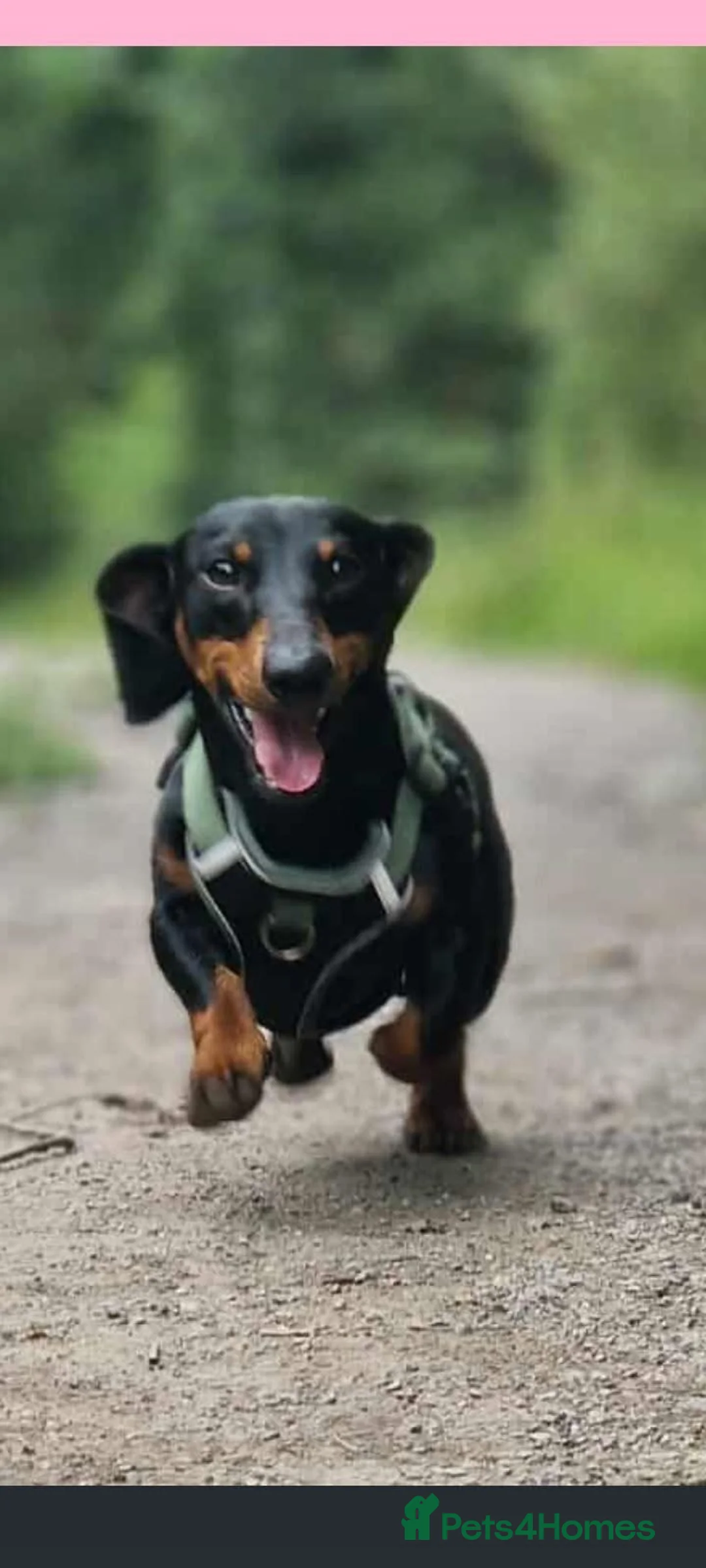 Miniature Dachshund dogs for stud: Miniature Dachshund stud in Pontypridd - Advert 14