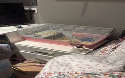Hamster rodents for sale: Dwarf hamster + cage for sale- Manchester - Image 1