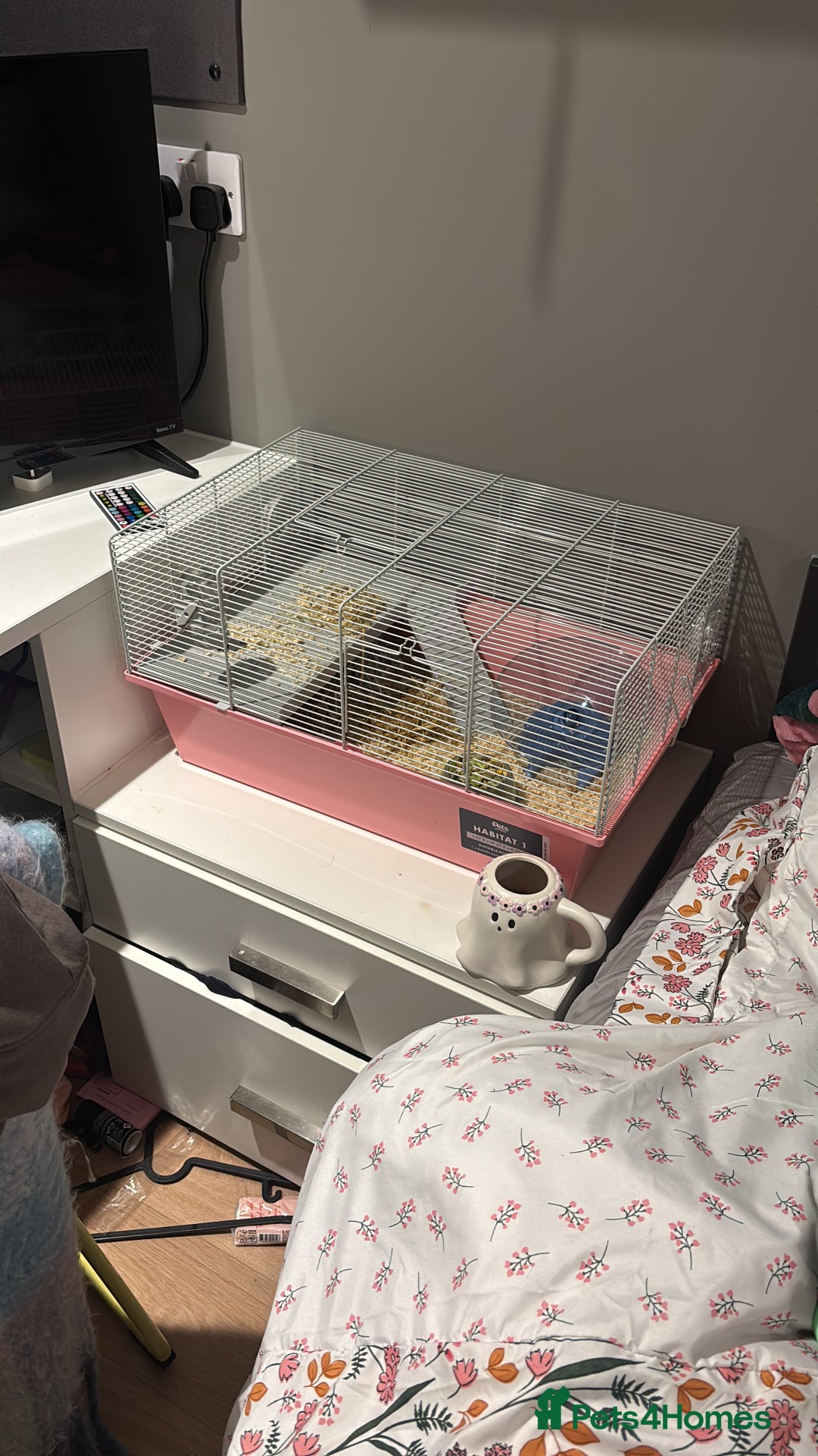 Hamster rodents for sale: Dwarf hamster + cage for sale- Manchester - Image 1