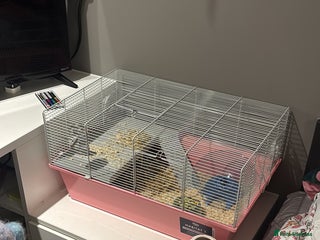 Hamster rodents - Advert 8