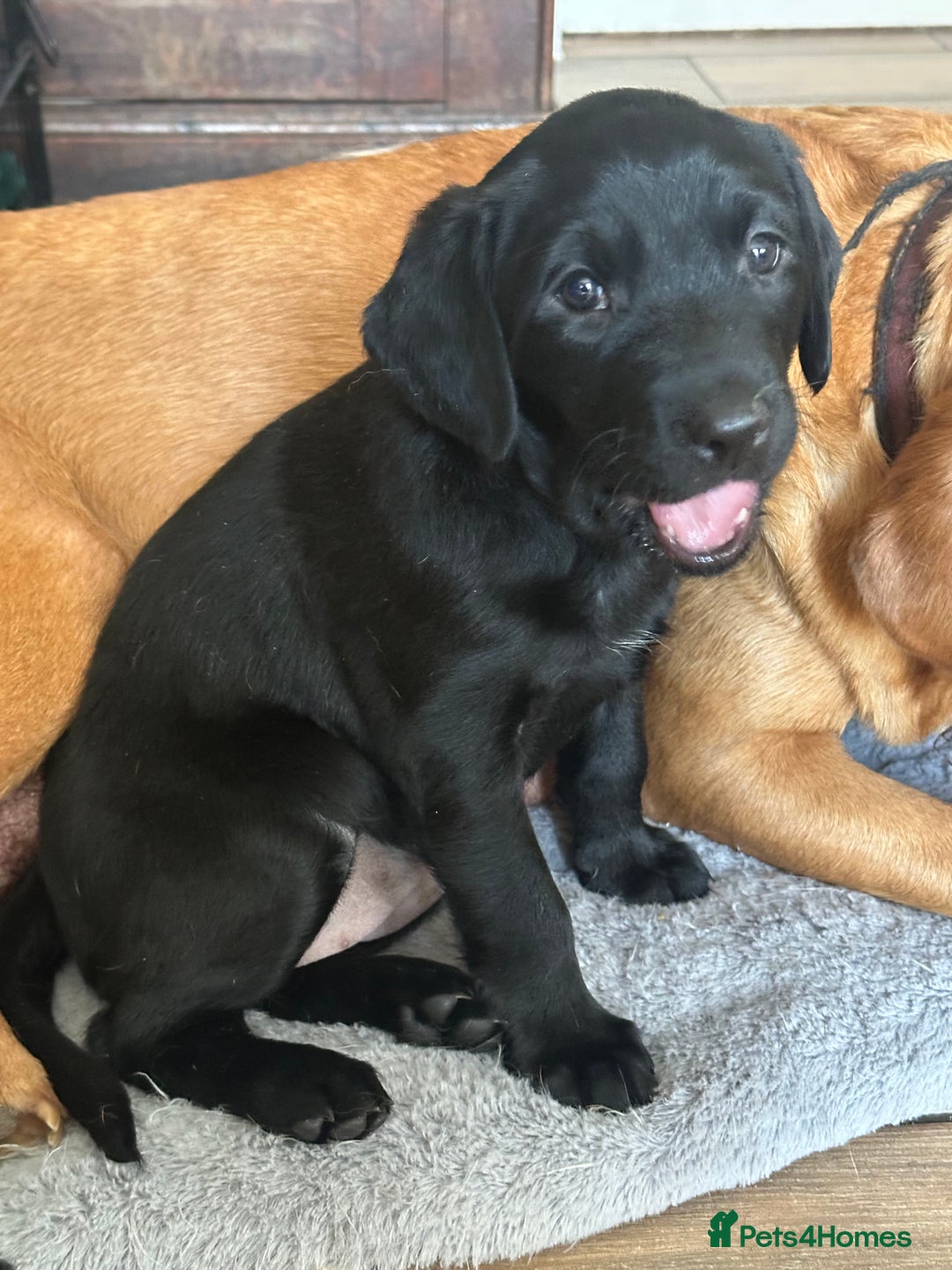 Labrador Retriever dogs for sale: Velvet black old English Labrador puppies  - Advert 5