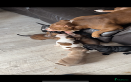 American Bully dogs for sale: AMERICAN BULLYS POCKET x MICRO  - Image 10