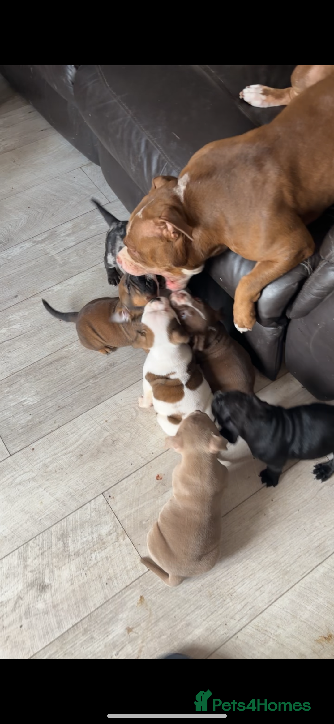 American Bully dogs for sale: AMERICAN BULLYS POCKET x MICRO  - Image 10