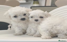Maltipoo dogs for sale: Adorable Maltipoo Puppies - Image 2