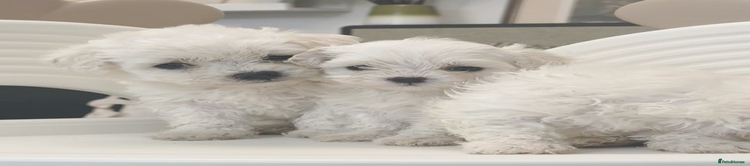 Maltipoo Puppy 1
