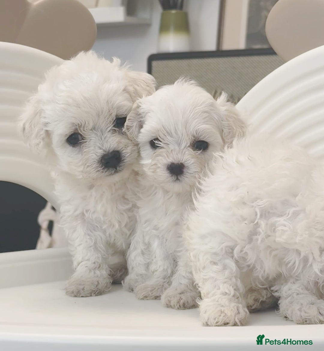 Maltipoo dogs for sale: Adorable Maltipoo Puppies - Image 2