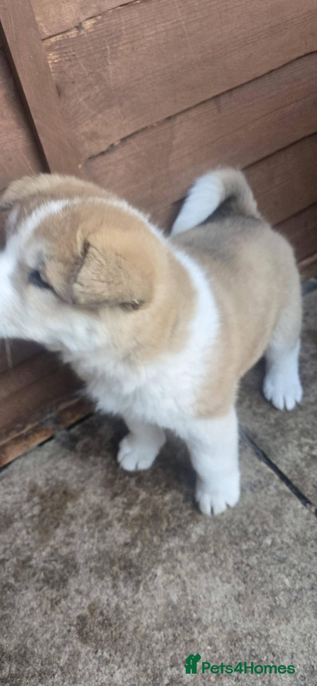 Akita dogs for sale: 2 female American akitas in need of a home!! - Advert 9