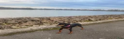 Dobermann dogs for sale: Female Doberman for sale  - Advert 3