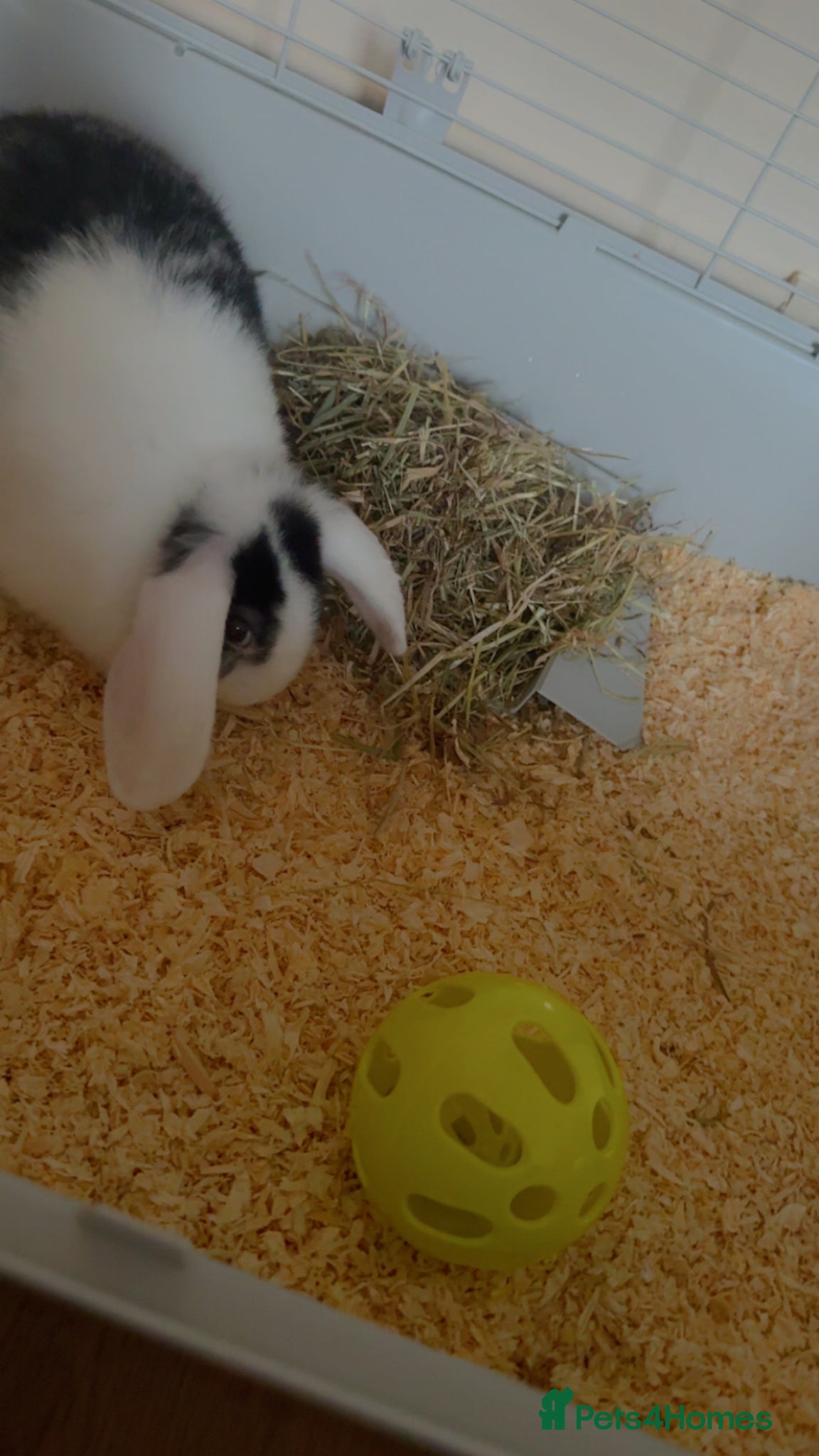 Dutch rabbits Rabbit - Advert 7