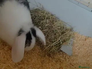 Dutch rabbits Rabbit - Advert 7