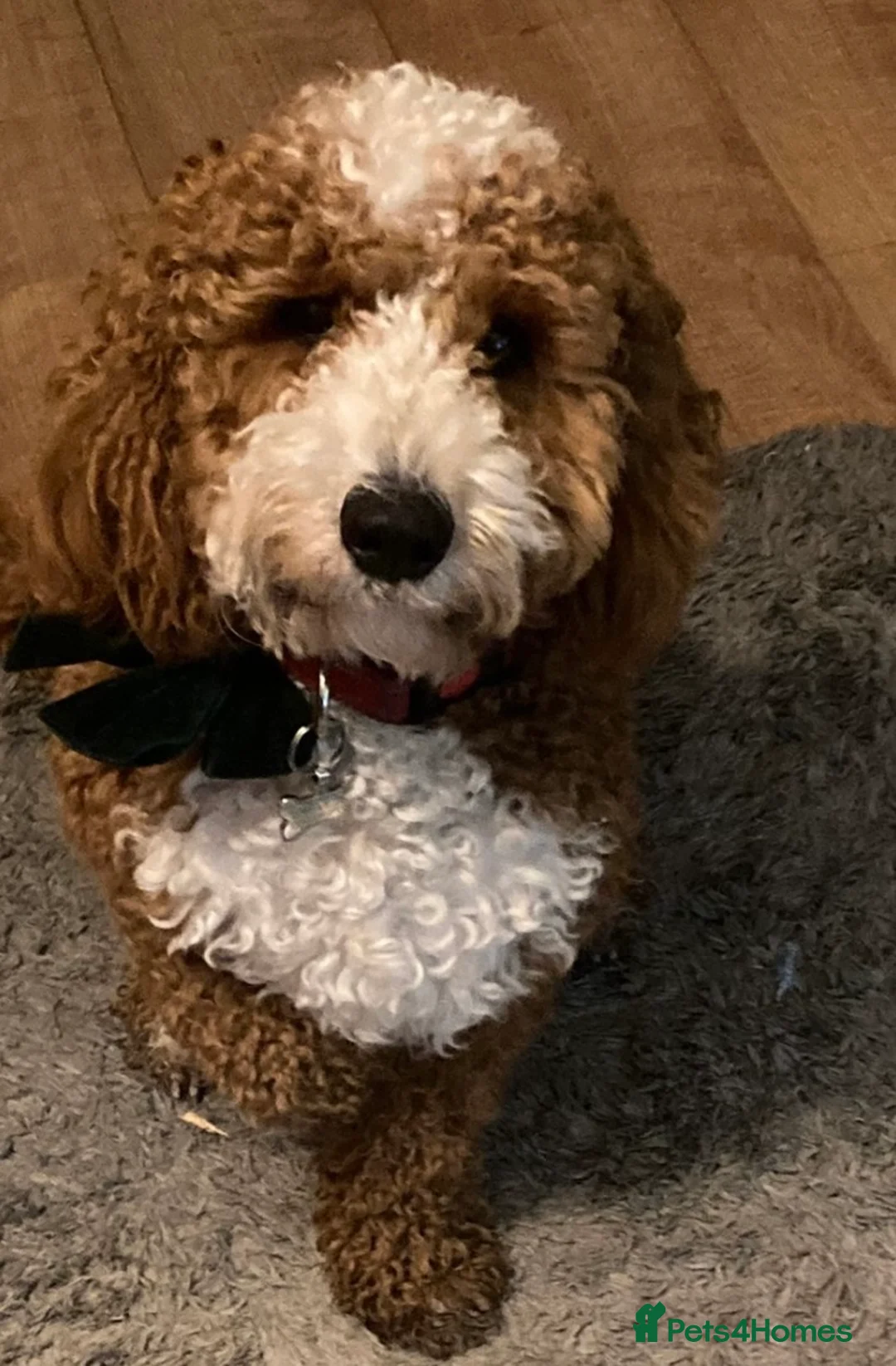 Cockapoo dogs for stud: TRICOLOUR F1 PROVEN ATAT CERTIFIED COCKAPOO STUD in Bromley - Advert 33