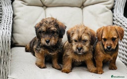 Mixed Breed dogs for sale: Stunning Norfolk terrier x jrt pups ready now - Image 7